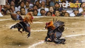 Sảnh Thể Thao I SRPORTS